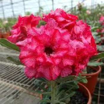 adenium plant (14)-9161621-58241.webp
